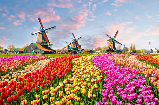 Dutch Government Reels from Devastating Zero-Day Cyberattack on Critical Systems