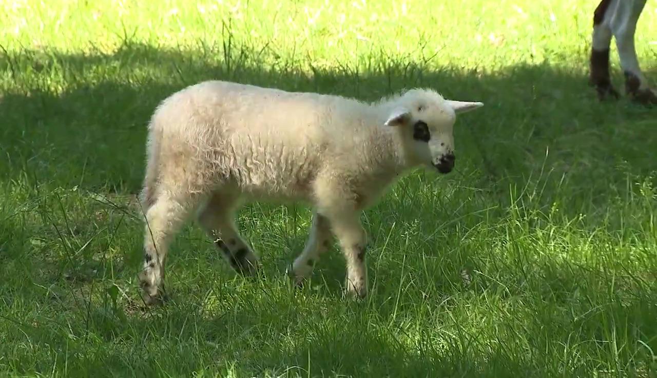 Britain's Loneliest Sheep Gives Birth to Twins